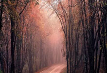 征途体育：逾30名俄罗斯泳手申请 以中立选手身份参加短池世锦赛.